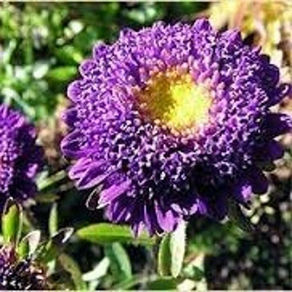 Астра Вікторія