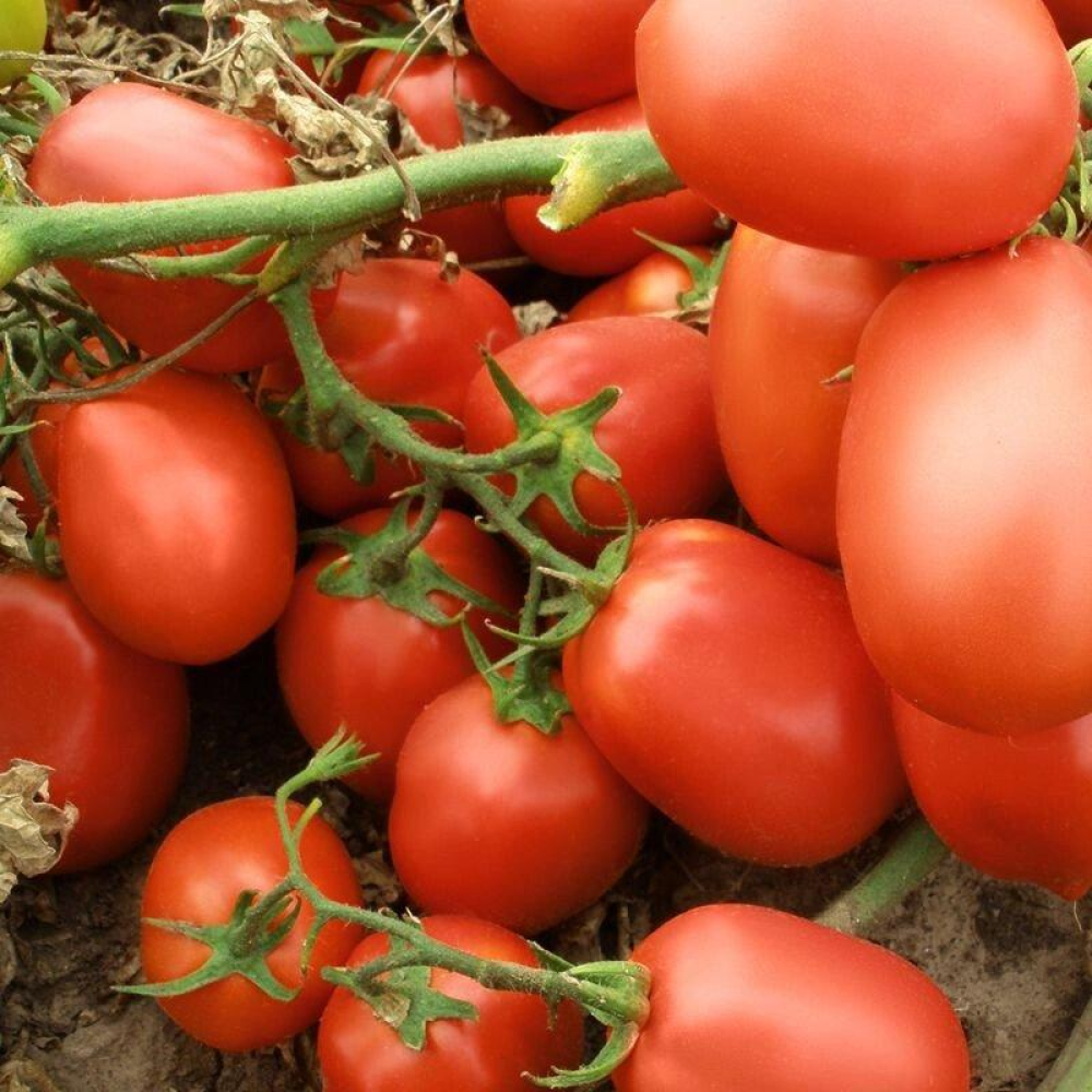 Томат Лагідний 0.1г