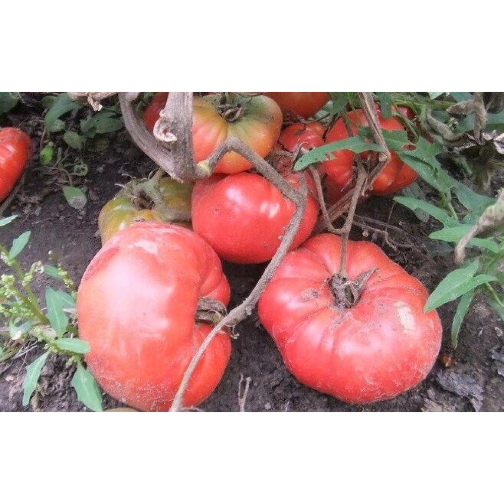 Томат Лопатинський 0.1г