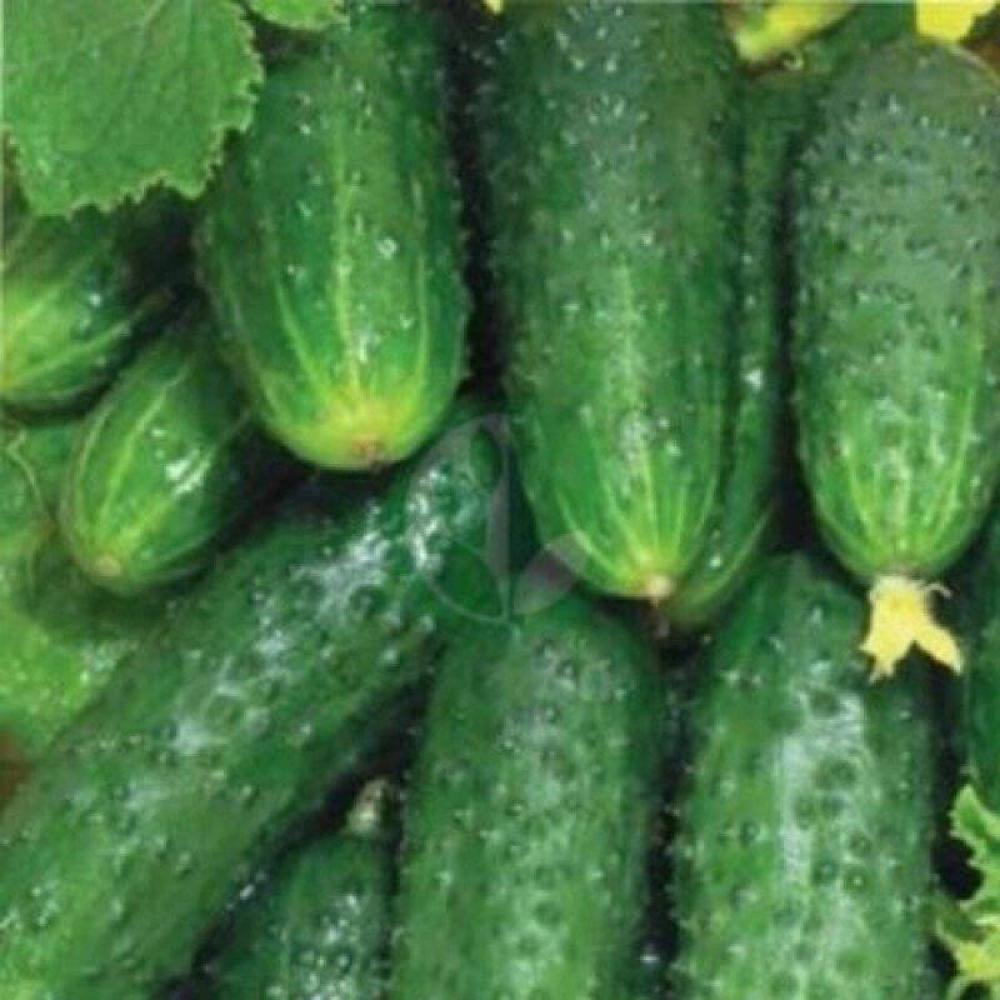 Огірок Льоша F1 15 шт