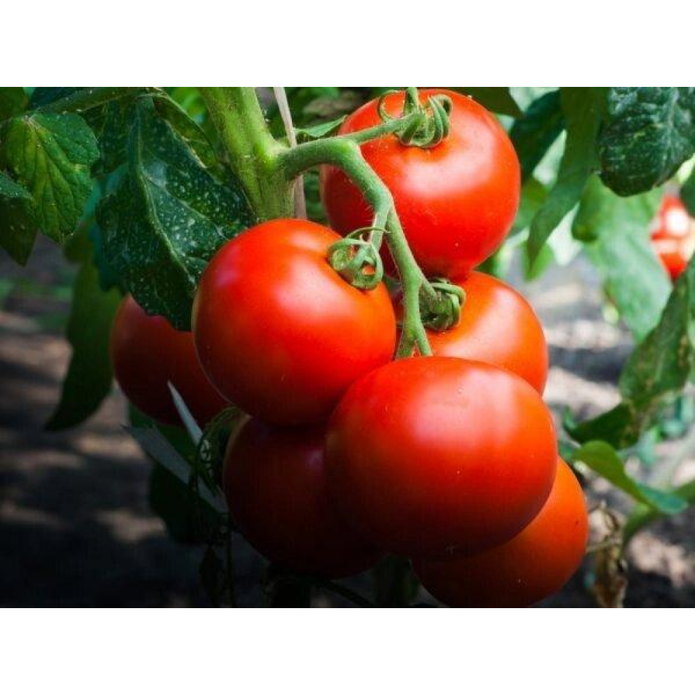 Томат Ляна 0.1г