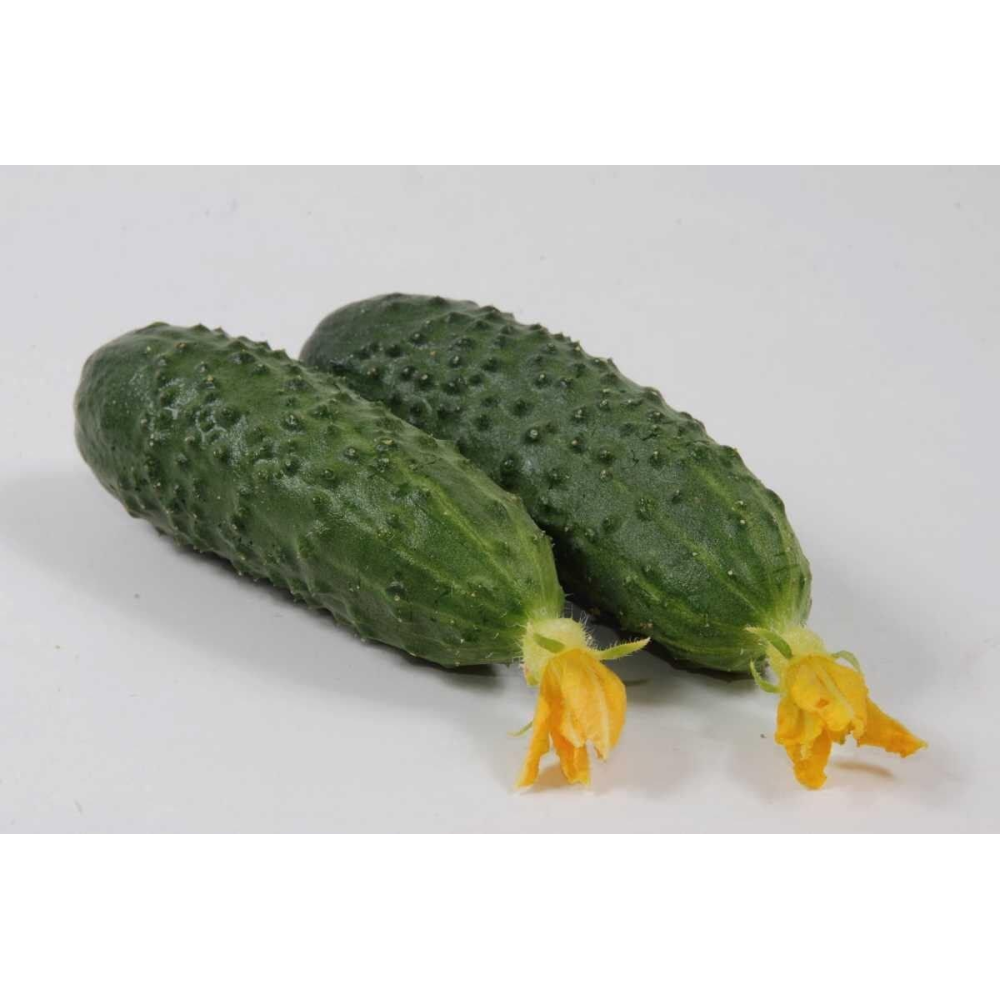 Огірок Маринда F1 10шт / Seminis