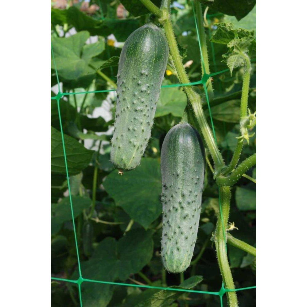 Огірок Маша F1 10шт / Seminis