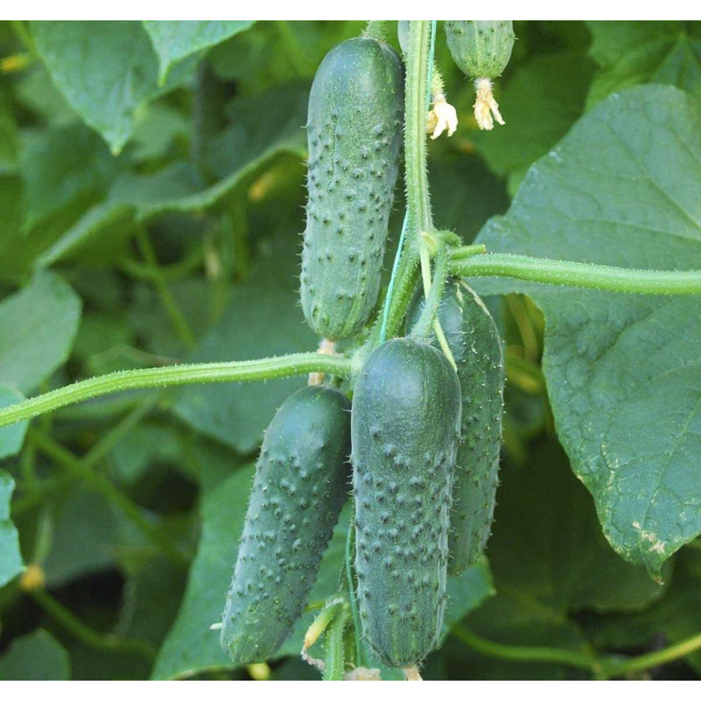 Огірок Маша F1 10шт / Seminis