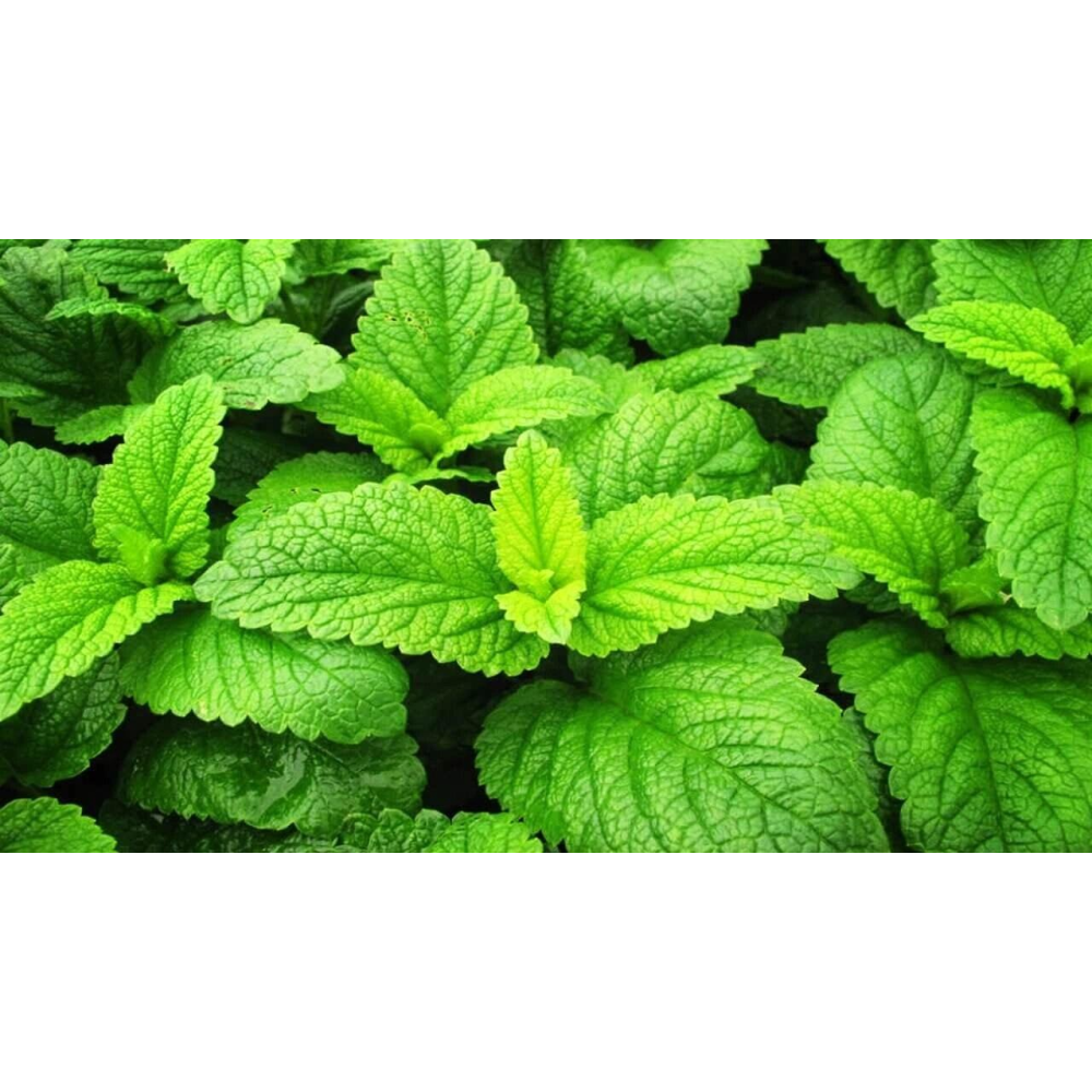 Меліса Лимонна 0,3 г