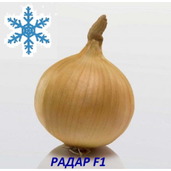 Цибуля сіянка озима Радар (Рейдер) 8/21 1кг / Broer