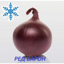 Озима цибуля сіянка Ред Барон 8/21 1кг / Broer
