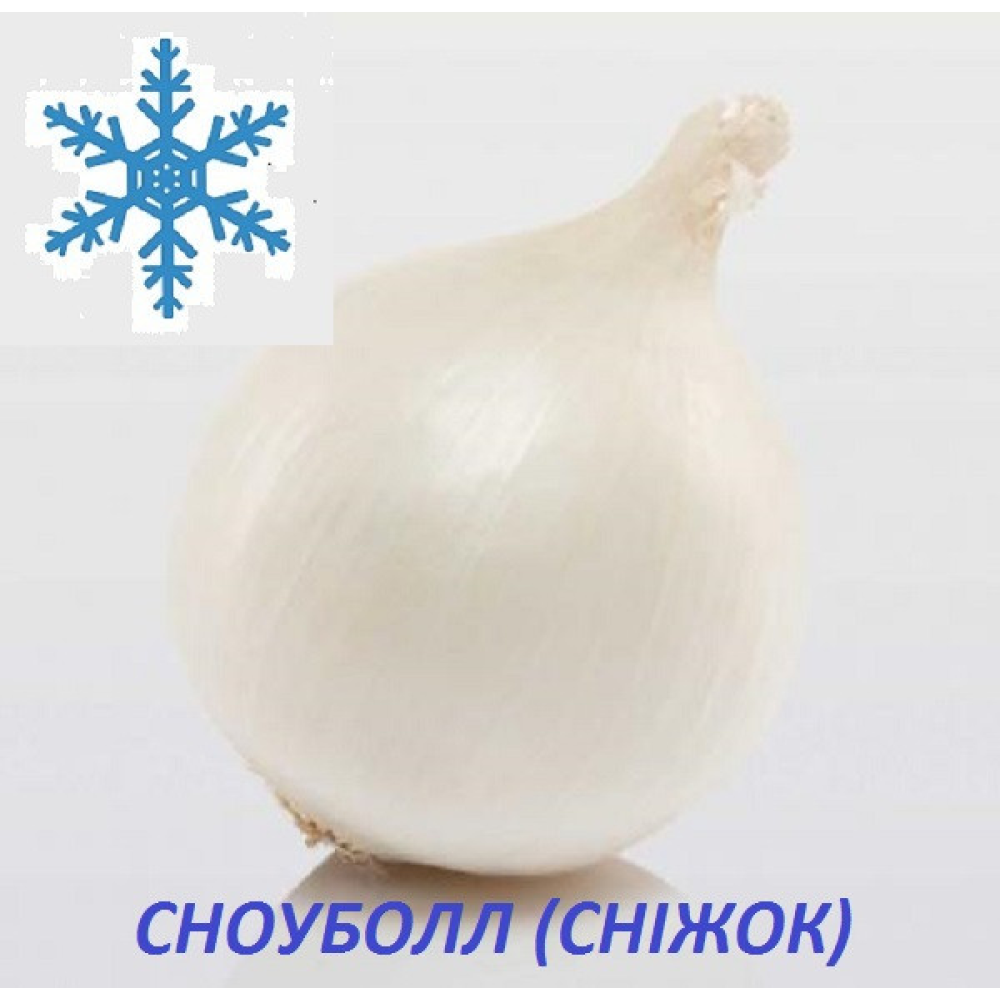 Озима цибуля сіянка Сноуболл (Snowball) 8/21 1кг/ TOP Onion Sets