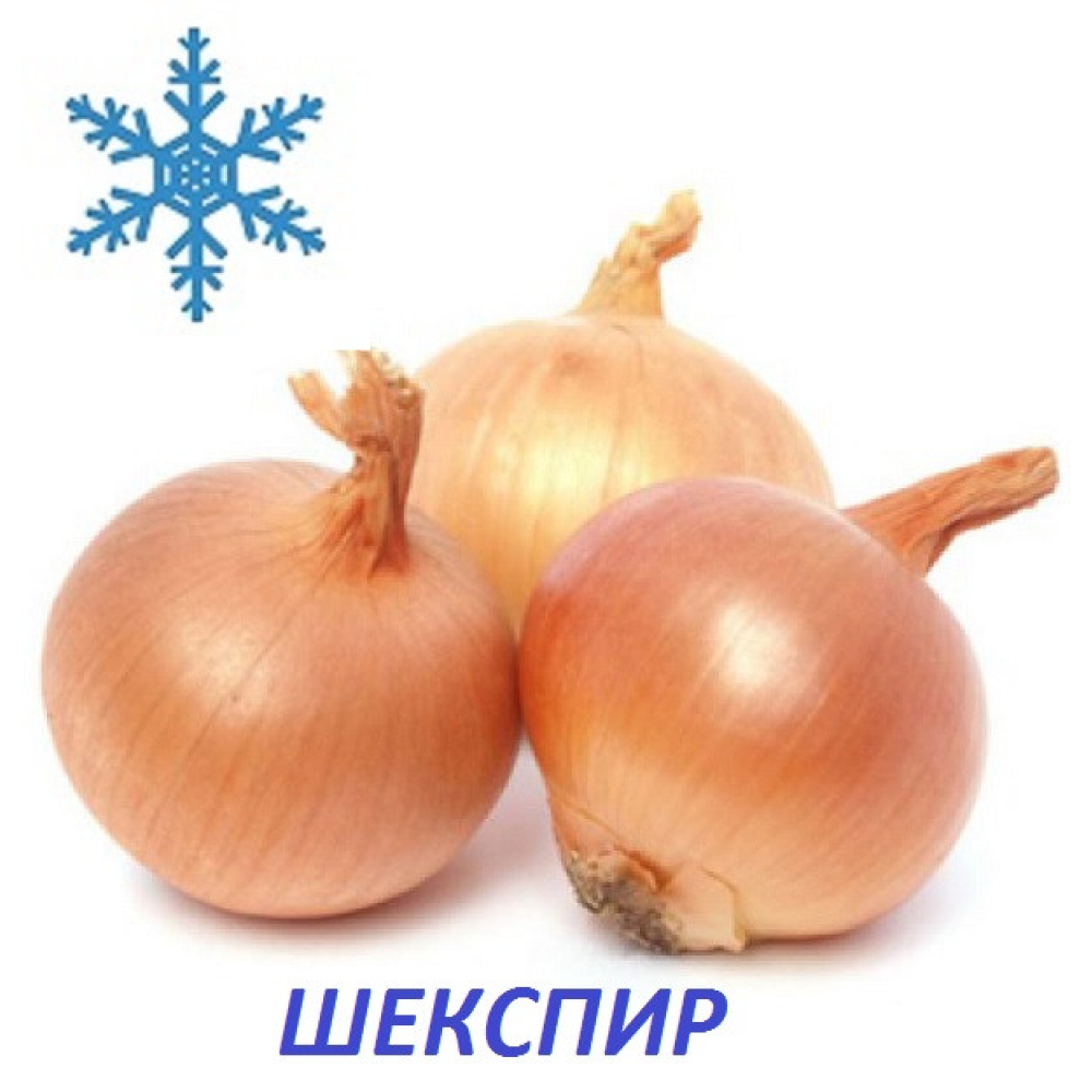 Озима цибуля сіянка Шекспір 8/16 1кг/ ТОР