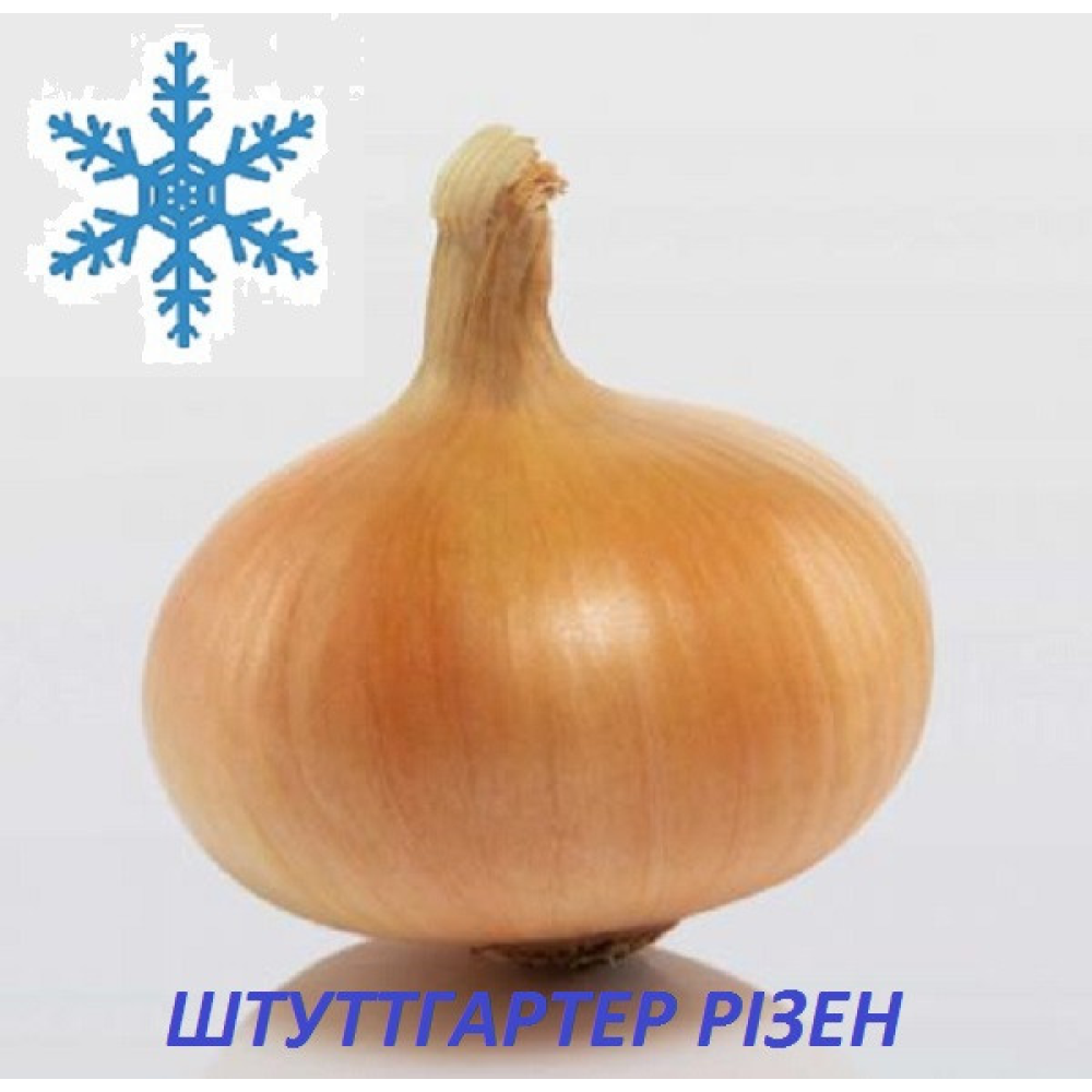Цибулю сіянка озима Штуттгартер Різен 8/21 1кг / Broer