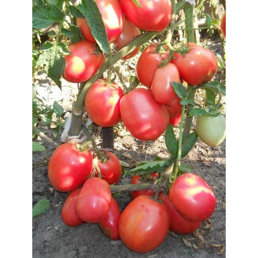 Томат Новічок 0.1г