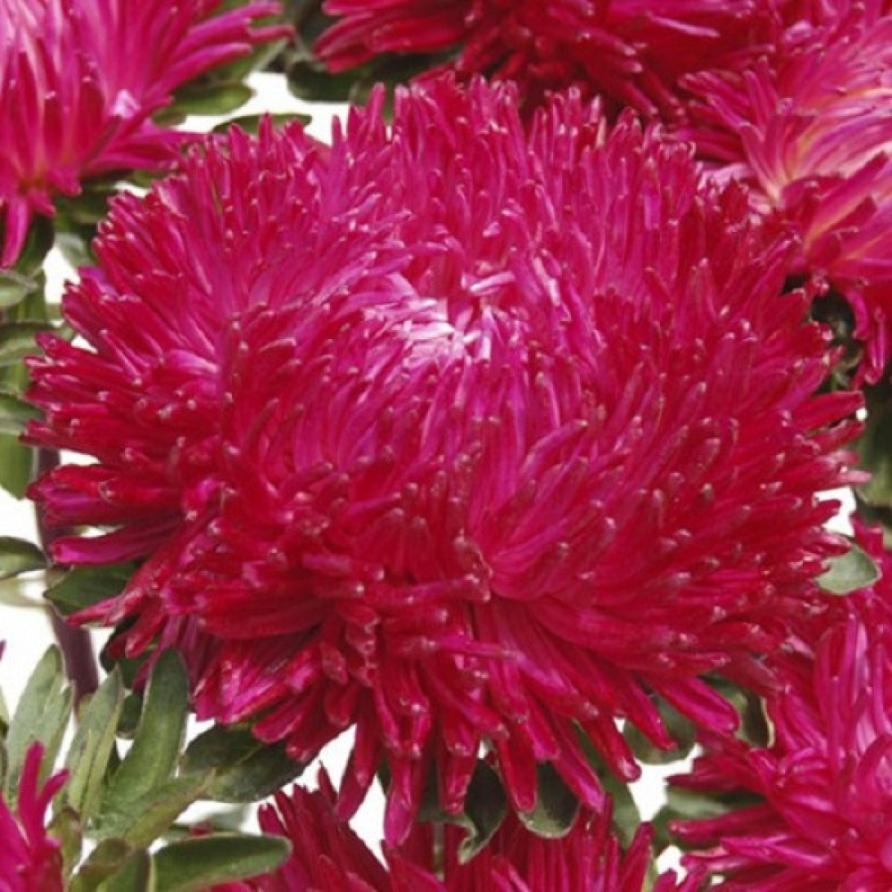 Астра Джоконда 0.3 г