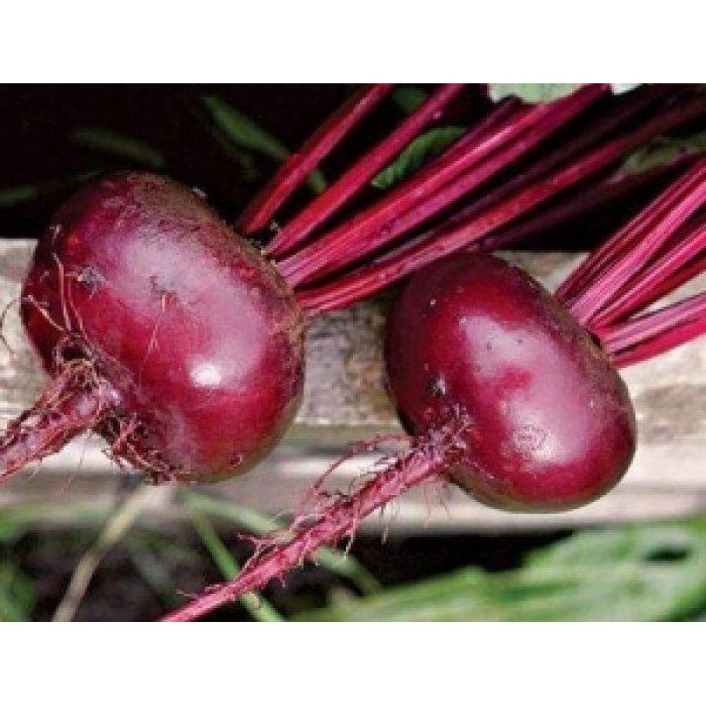Буряк Округла темно-червона 20г