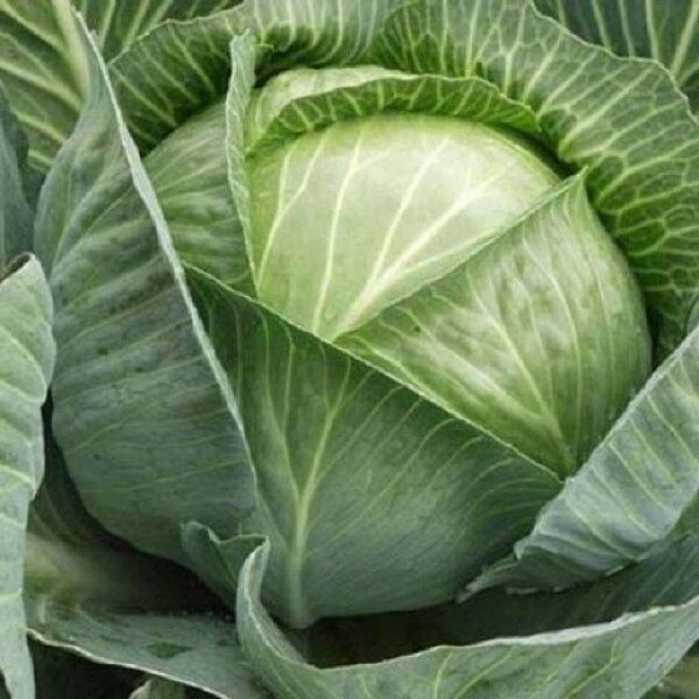 Капуста Ольга 1г