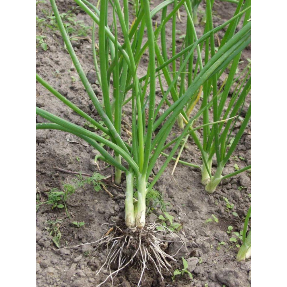 Цибуля Параді 200 шт / Bejo Zaden