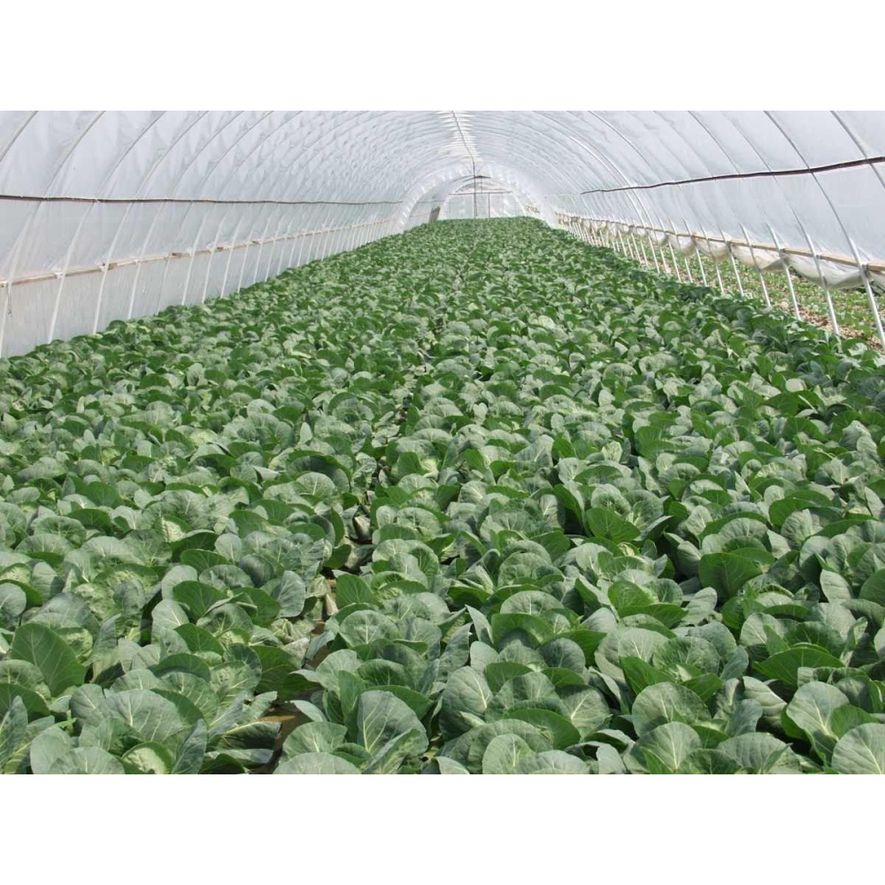 Капуста Парел F1 20шт / Bejo Zaden