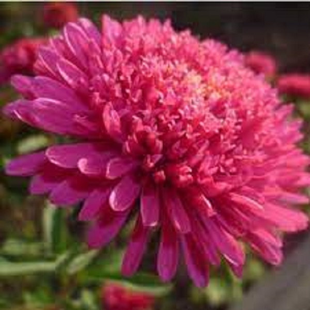 Астра Зільбер троянда