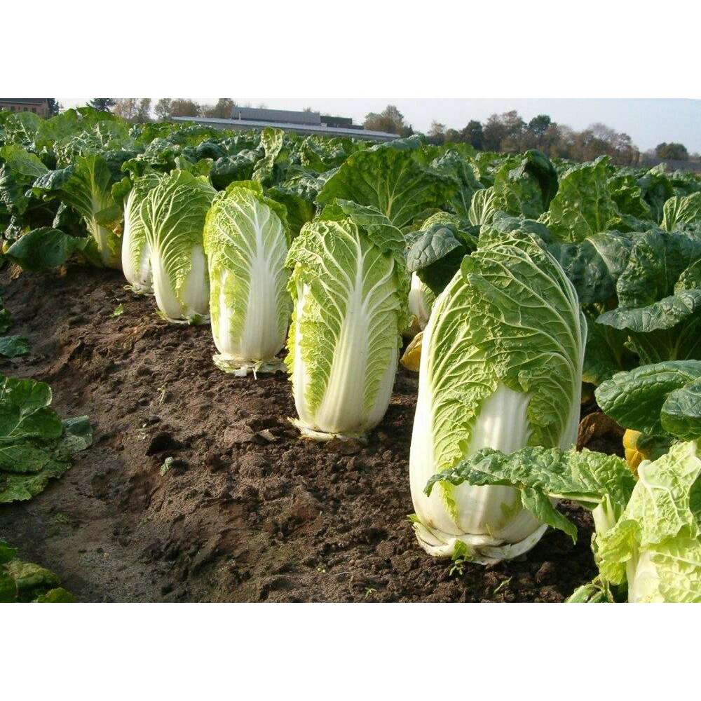 Капуста Пекінська Бокал 0,5 г