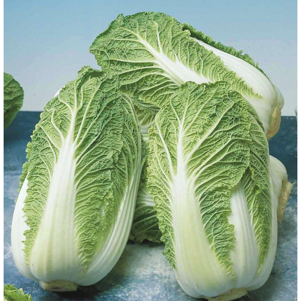 Капуста Пекінська Маноко F1 20 шт / Bejo Zaden