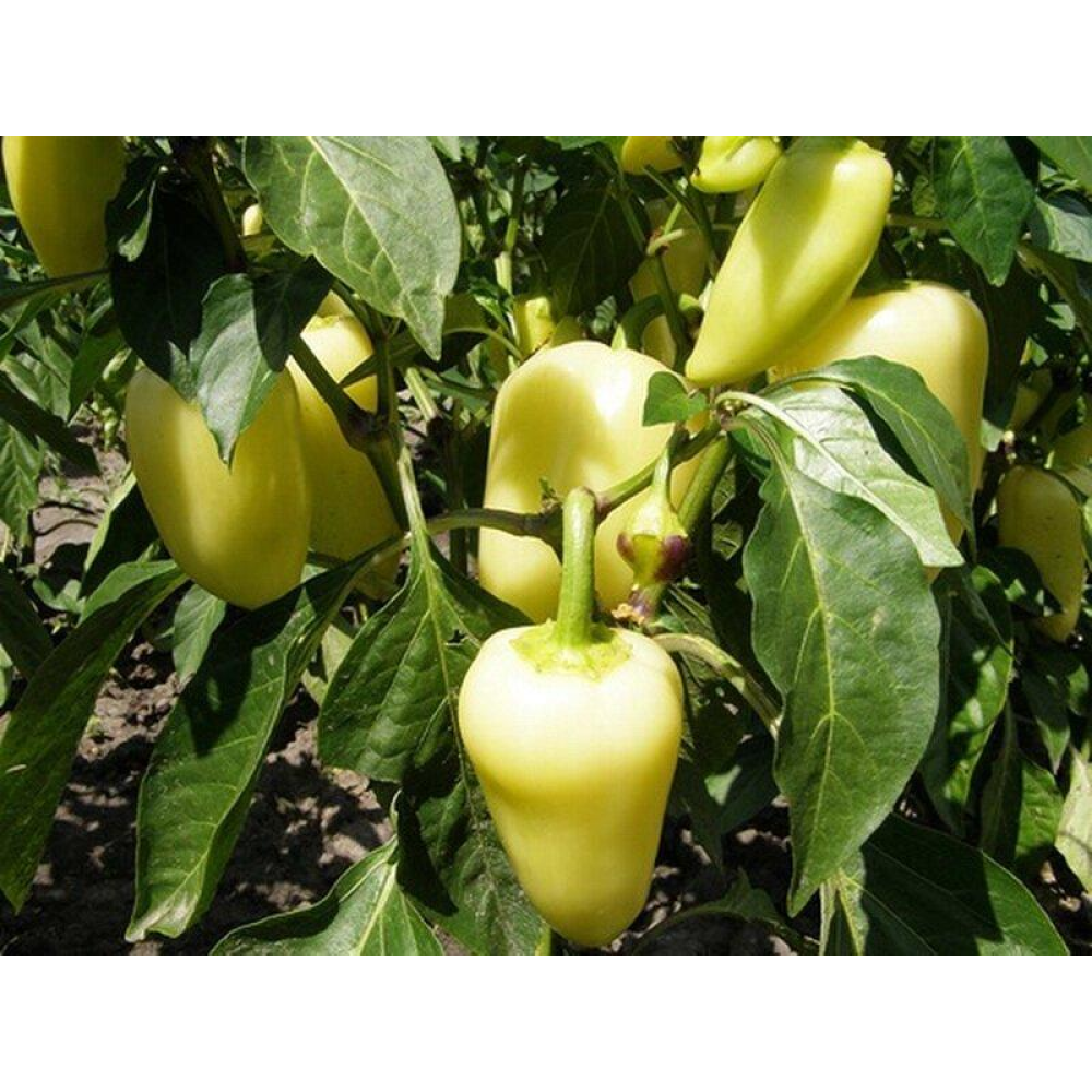 Перець Білозерка 0,3 г