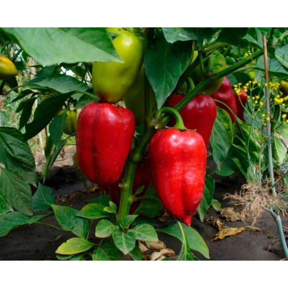 Перець Болгарський 0,3 г