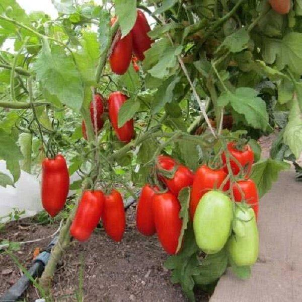 Томат Перцевидний 0.1г