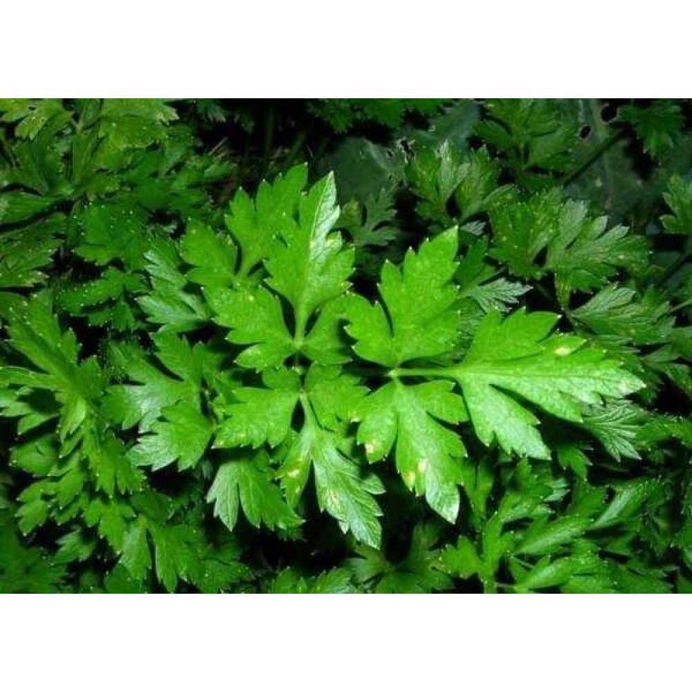 Петрушка Комун 10г