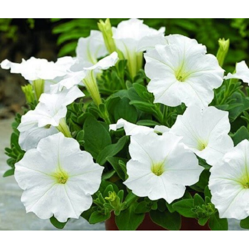 Петунія Біла 0.3 г