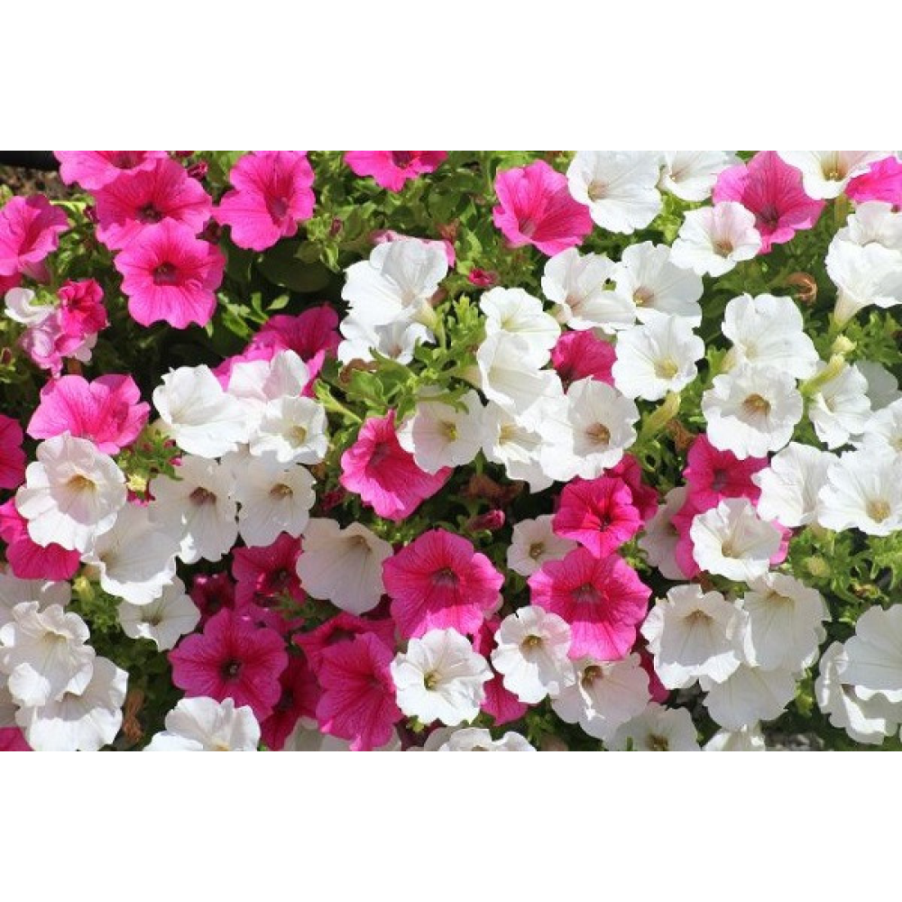 Петунія Білий вальс 0.3 г
