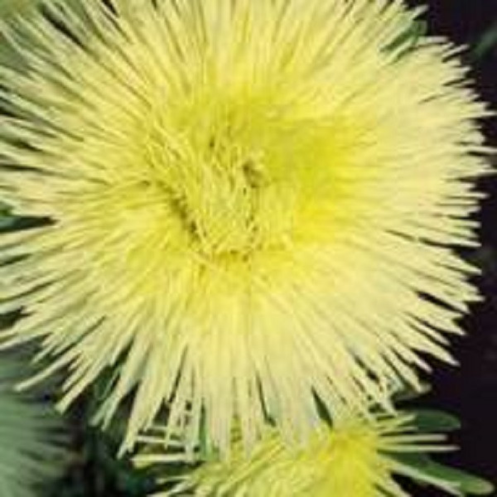 Астра Крайлен голд 0.3 г