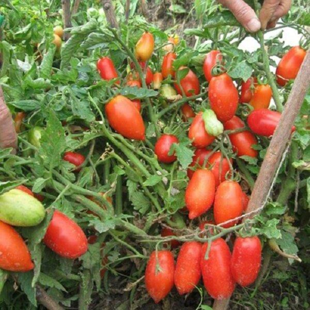 Томат Кібіц 0,1 г