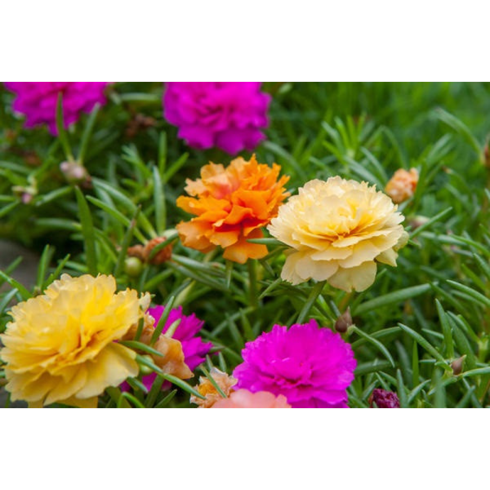 Портулак махрова суміш 0.1 г