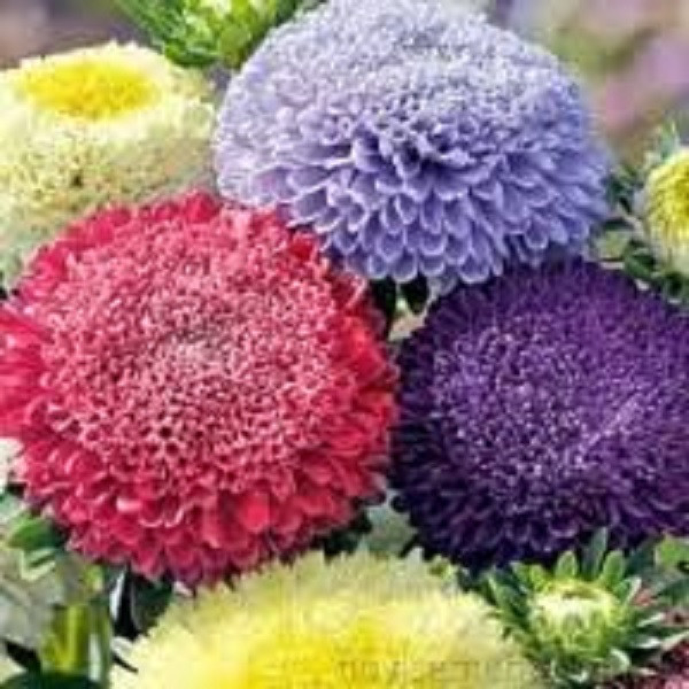 Айстра суміш Крестия