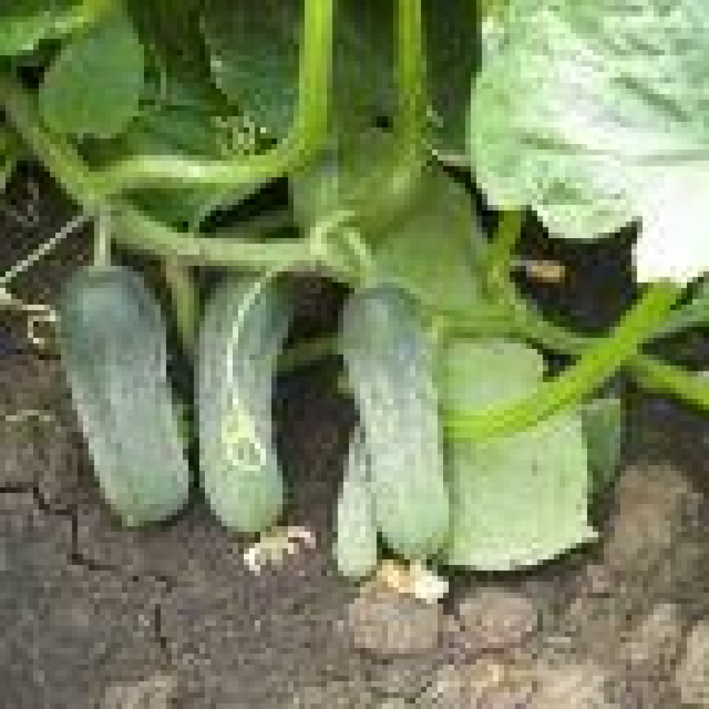 Огірок Пучіні F1 10 шт /Rijk Zvaan