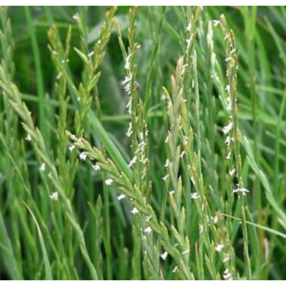 Насіння Райграс сінокосний багаторічний посівний, 1кг