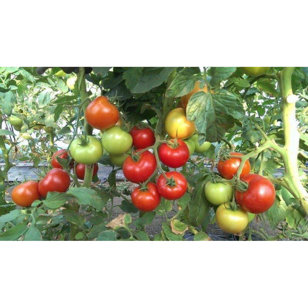 Томат Ранній-83 0.1г