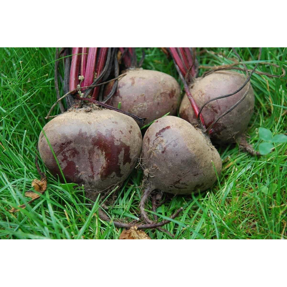 Буряк Ред Бул 5г / United Genetics