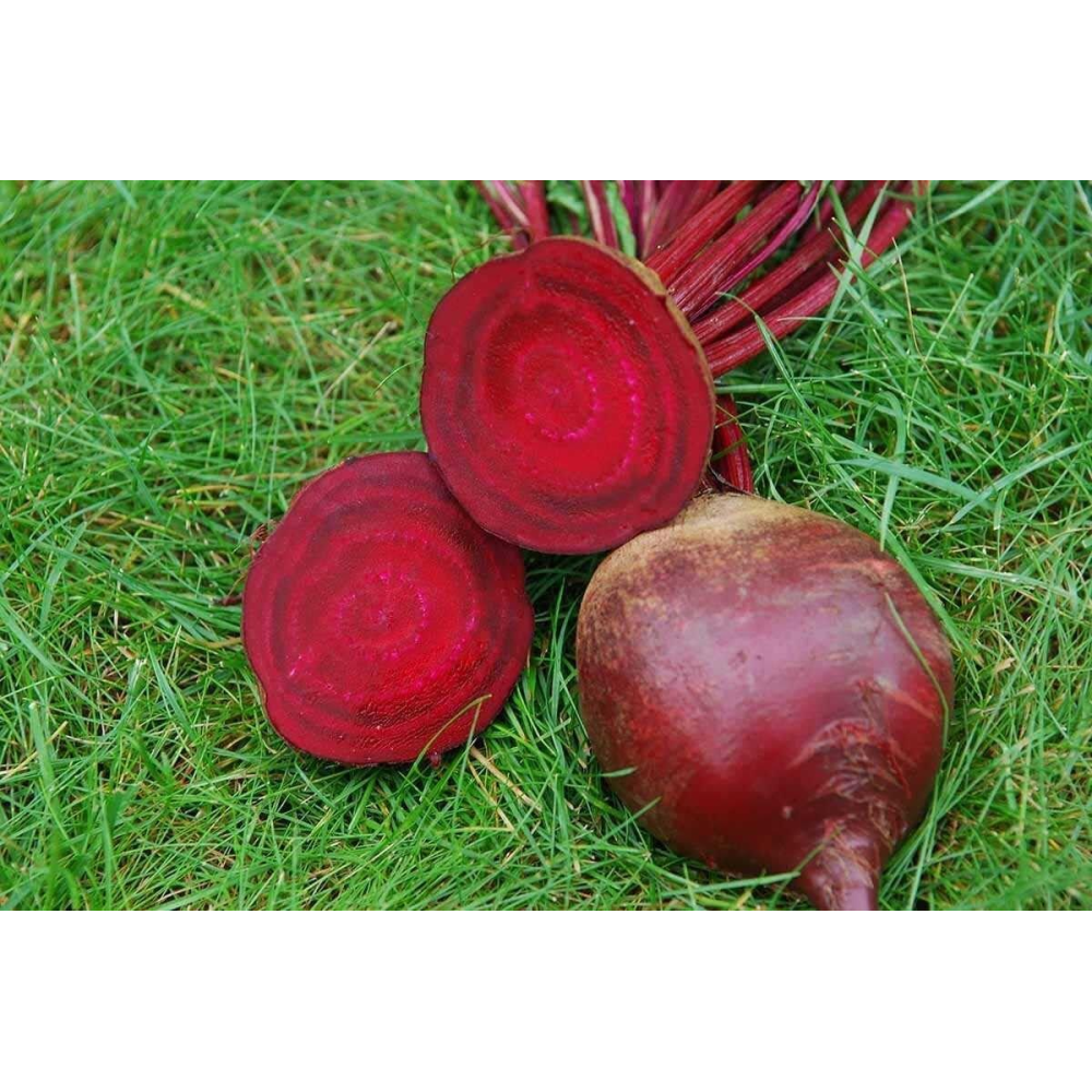 Буряк столова Ред Сан F1 200шт / United Genetics