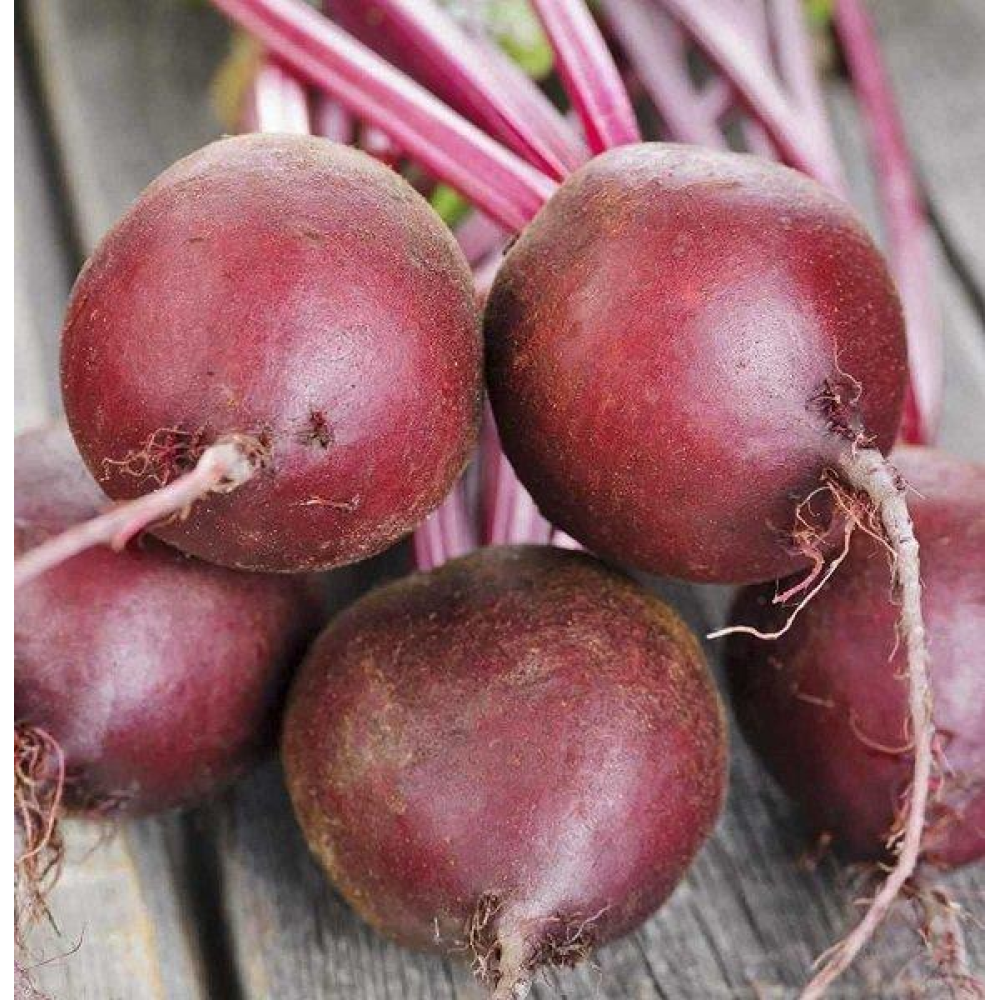 Буряк столова Ред Сан F1 200шт / United Genetics