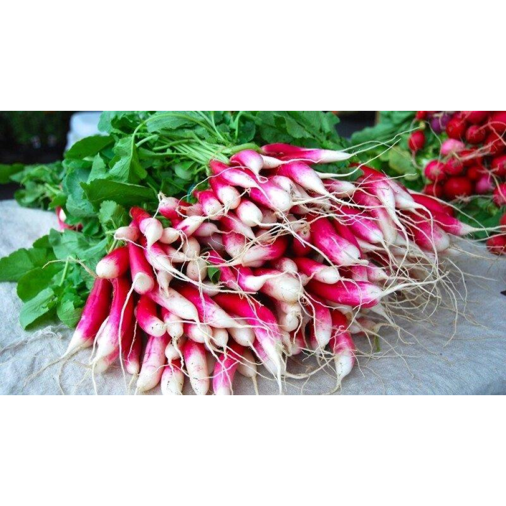 Редиска 18 Днів 20г