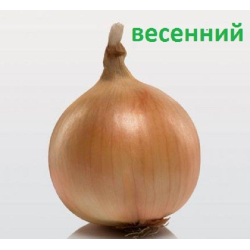 Цибулю - сіянку весняний Коррадо F1 (Coraddo F1) / 1 кг