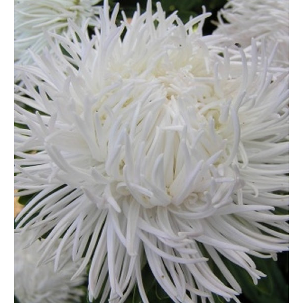 Астра Наречена 0.3 г