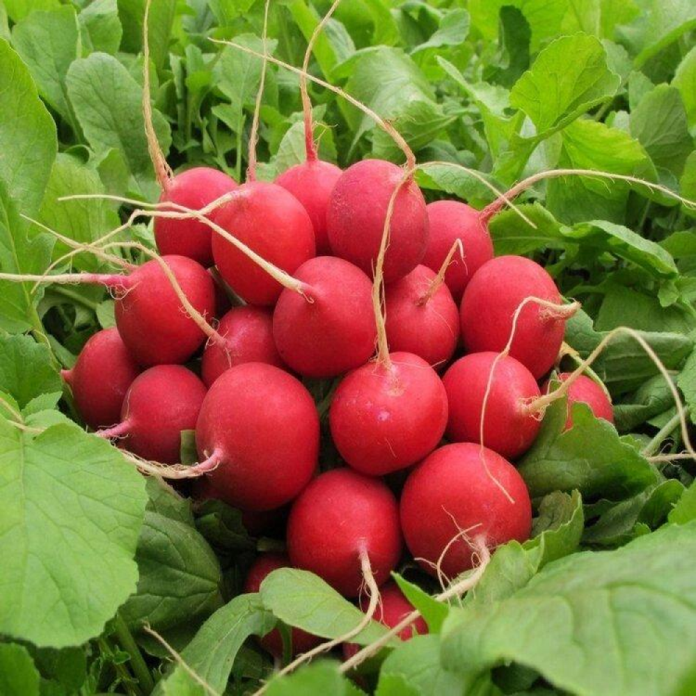 Редиска Сора 20г