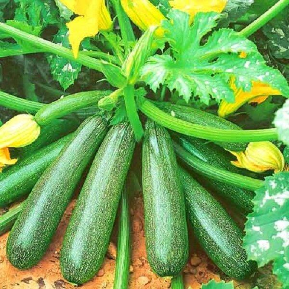 Кабачок Шпачок цукіні 20г